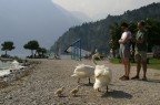 lago lago