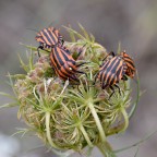 Doppia coppia Doppia coppia