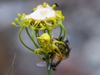 Thomisus onustus in predazione