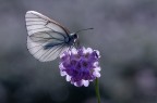 Macro_Giu2024 Macro_Giu2024
