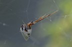 Argyrodes Argyrodes
