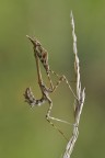 Empusa pennata Empusa pennata