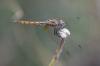 Trithemis annulata femmina