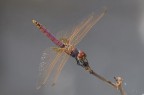 Trithemis annulata maschio