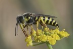 Bembix oculata