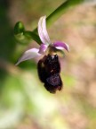 Ophrys bertolonii Ophrys bertolonii