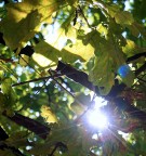 Tra le foglie la luce fu Tra le foglie la luce fu