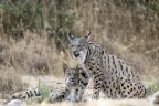 Lince con cucciolo Lince con cucciolo