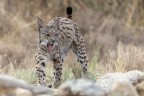 Lince pardina. cucciolo Lince pardina. cucciolo