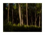 nel bosco nel bosco