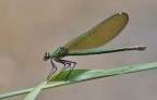 Caleopteryx splendens Caleopteryx splendens