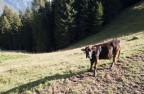 la mucca ed il drone