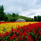 Zenza Bronica SQ-A | Kodak Gold Zenza Bronica SQ-A | Kodak Gold