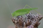 Tettigonia viridissima Tettigonia viridissima