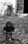 Piccolo pastorello Piccolo pastorello