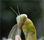 Mantide #2# Mantide #2#