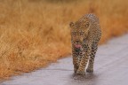 leopardo maschio leopardo maschio