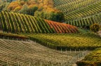 Autunno nelle Langhe