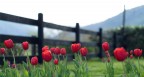 tulipani tulipani