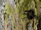 Tentacoli Tentacoli