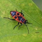 Cimice rossonera o carabiniere Cimice rossonera o carabiniere