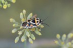 Eurydema ornata Eurydema ornata