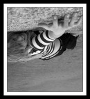 Caduta Libera Caduta Libera