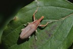 Lixus pulverulentus Lixus pulverulentus