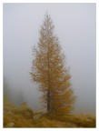 larice autunnale nella nebbia larice autunnale nella nebbia
