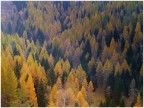 bosco autunnale all'Alpe Alba, Monte Pasubio bosco autunnale all'Alpe Alba, Monte Pasubio