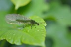 Chrysoperla carnea Chrysoperla carnea