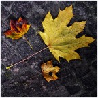 autunno sul selciato cittadino autunno sul selciato cittadino