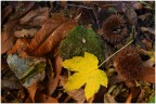 sottobosco misto autunnale sottobosco misto autunnale