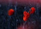 I papaveri I papaveri