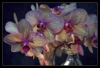 Orchidee Orchidee