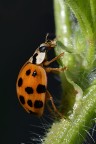 Coccinella arlecchino Coccinella arlecchino