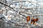 Il dicembre Il dicembre