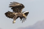 Aquila imperiale Aquila imperiale