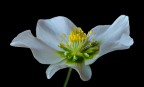 Il fiore bianco Il fiore bianco