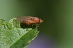 Drosophila Drosophila