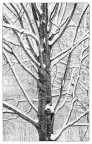 Inverno silenzioso Inverno silenzioso
