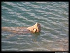 L'Acqua....alla gola L'Acqua....alla gola
