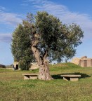 Le costruzioni sullo sfondo sono le entrate di antiche tombe etrusche.
Commenti e critiche sempre ben accetti.