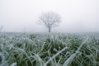 Alberello nella nebbia Alberello nella nebbia