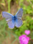 FarfallaViola FarfallaViola