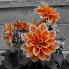 Fiori arancioni Fiori arancioni