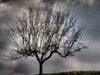 L'albero riflesso L'albero riflesso