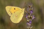 Macro_28062025_5 Macro_28062025_5