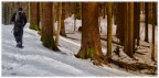 escursione nel bosco invernale escursione nel bosco invernale