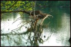 Fiume Fiume